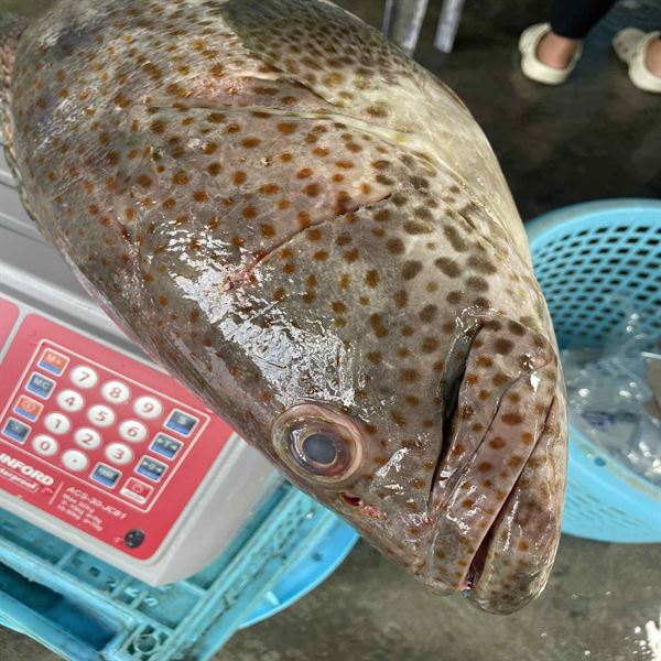 อาหารสด
